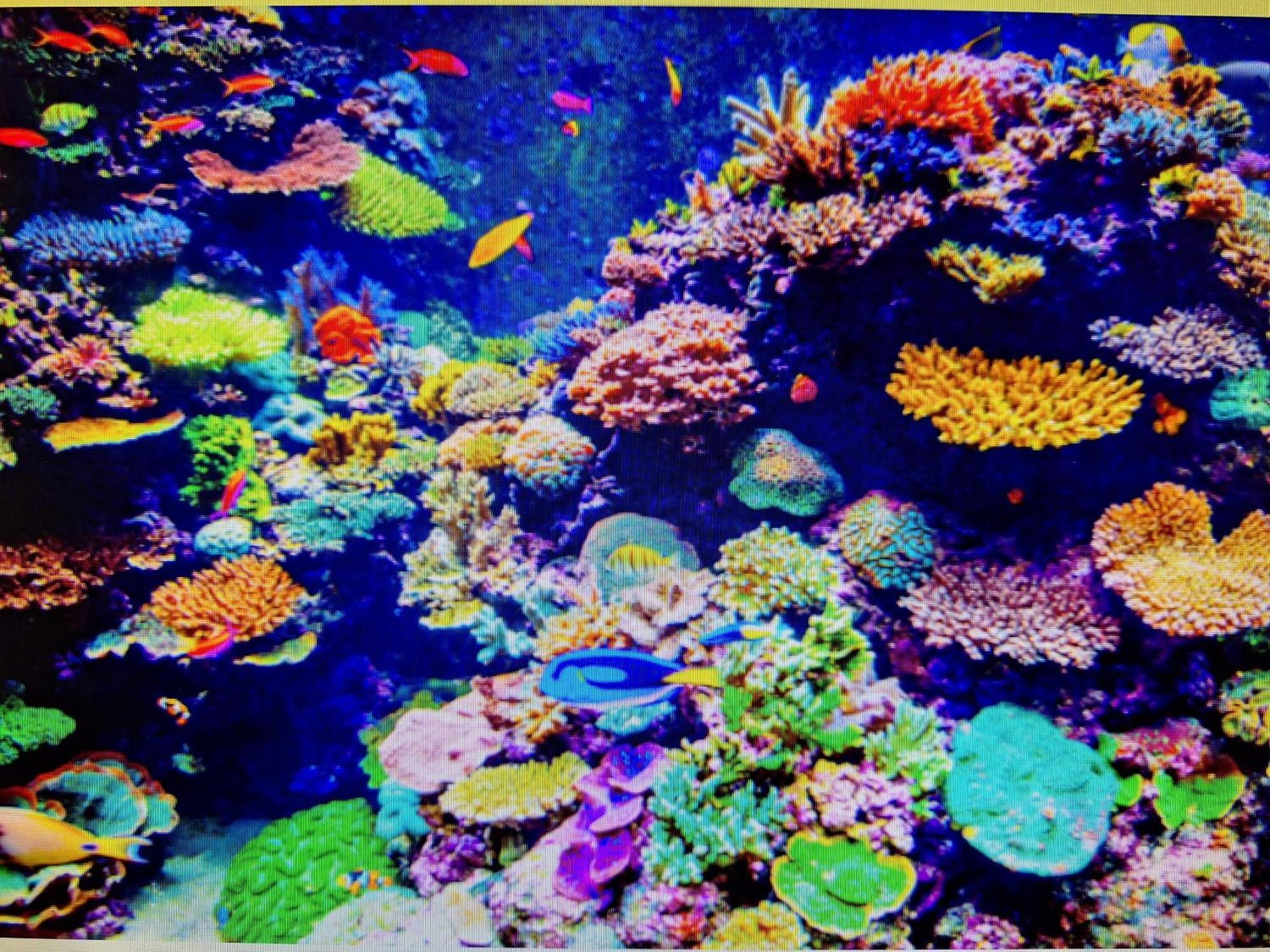 Coral Apartment Târgu-Mureş Esterno foto